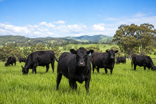 What does grass-fed actually mean?